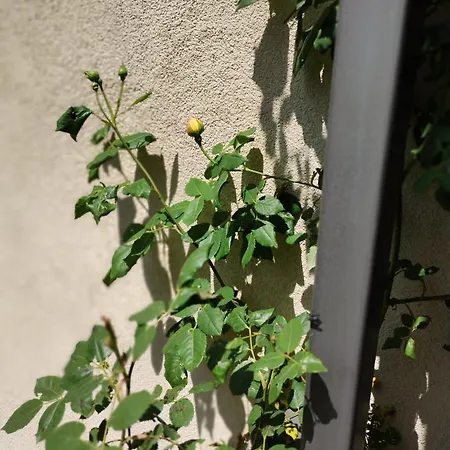 Apartament Sorrento Sole Mare B - Bastet Bs